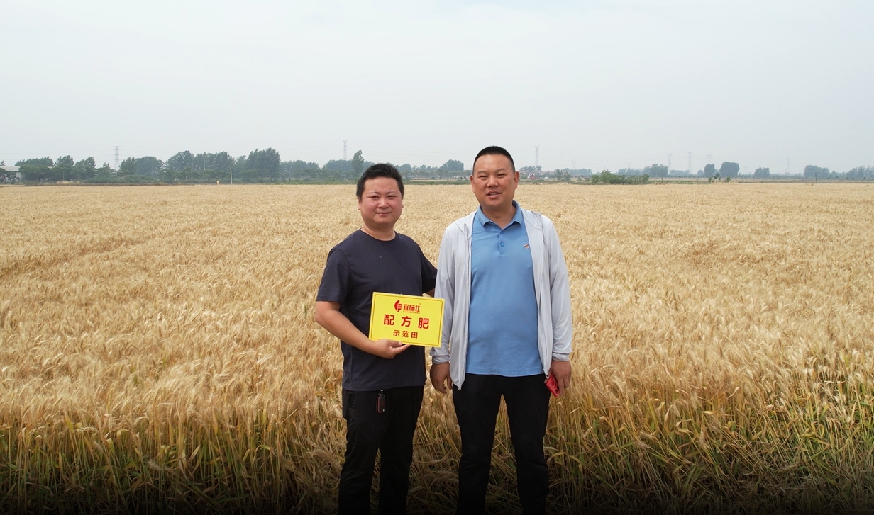 襄阳小麦丰收季，“麦”向增产好收益